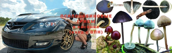 ПСИЛОЦИБИНОВЫЕ ГРИБЫ Корсаков